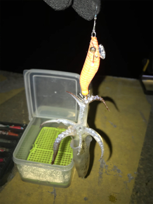 まだまだヒイカ釣り(^。^)