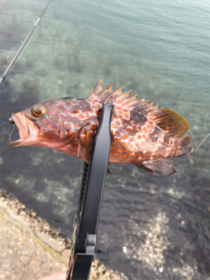 メバルを求めて⑤