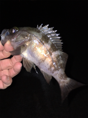 ライトゲーム、アジ・メバル