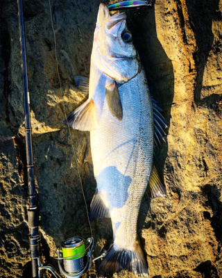 ヒラスズキ   三浦半島
