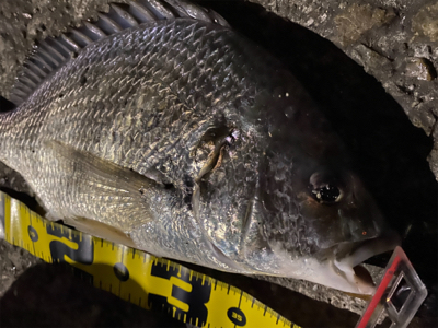 キビレにしてはいいサイズ!