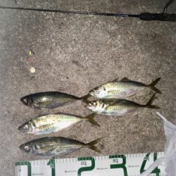 ゼログラヘッド＋シャローフリークプチ