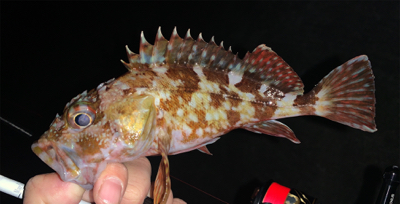 メバルあたりなし