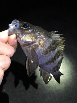 潮止まりは渋い