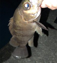 渋かったメバリング