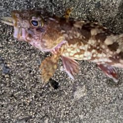 弁天島、メバリング　ライトゲーム