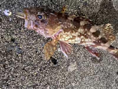 弁天島、メバリング　ライトゲーム