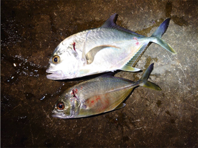 鯵ング今日は和歌山へ
