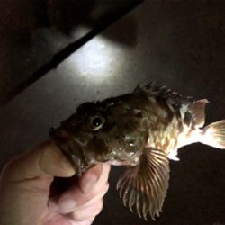 ガッシーに遊ばれたくて…