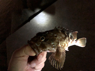 ガッシーに遊ばれたくて…