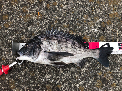 ようやくチヌらしいチヌ