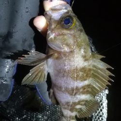 ナイトメバリング