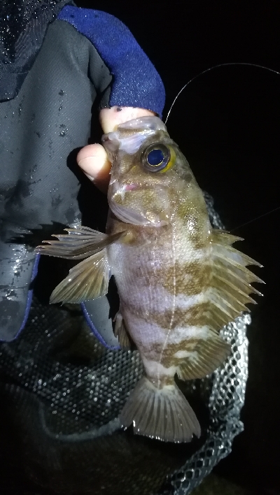 ナイトメバリング