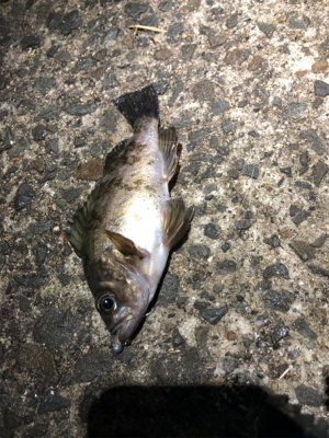 雨の大蔵メバリング