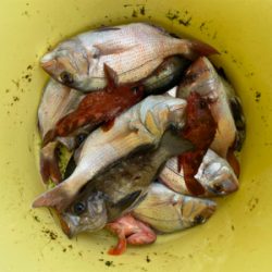 メバル　　鯛　　たかみ丸　　中潮