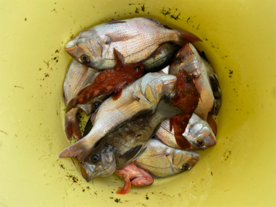 メバル　　鯛　　たかみ丸　　中潮