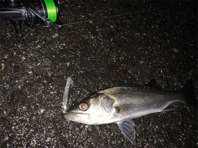 ナイトシーバス