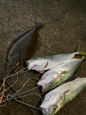 ヒラメとイナダ