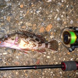 ガッシー⑤ みかんはお好き⁉︎