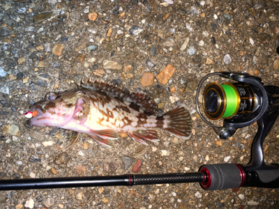 ガッシー⑤ みかんはお好き⁉︎