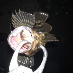 良いサイズが増えてきました