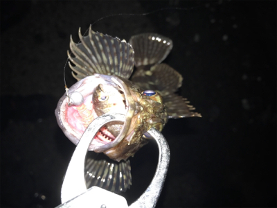 良いサイズが増えてきました