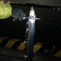 連日のタチウオ