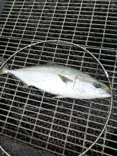 ノマセでブリ86cm