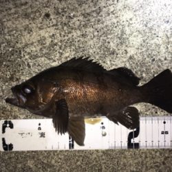 雨上がりのライトゲーム