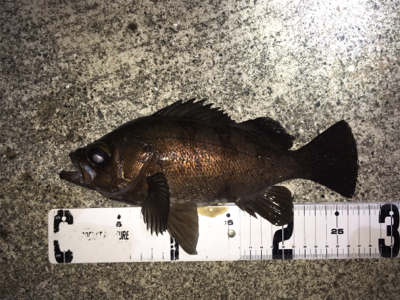 雨上がりのライトゲーム