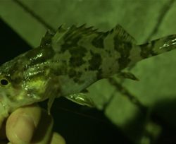 癒しのタケノコ