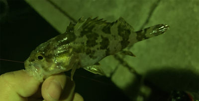 癒しのタケノコ