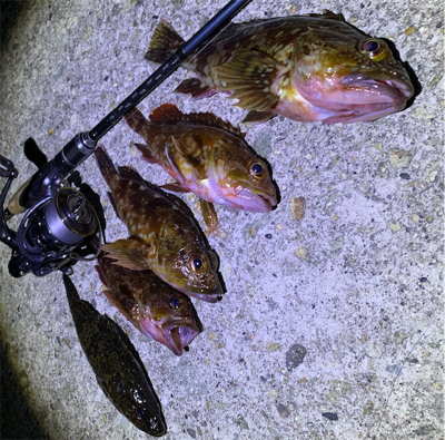 ガシラパーティー