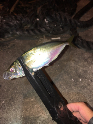 南蛮漬けにピッタリサイズ