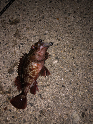 ロックフィッシュ