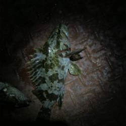 新年初のメバリング