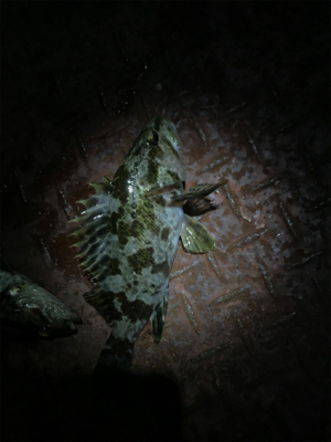 新年初のメバリング