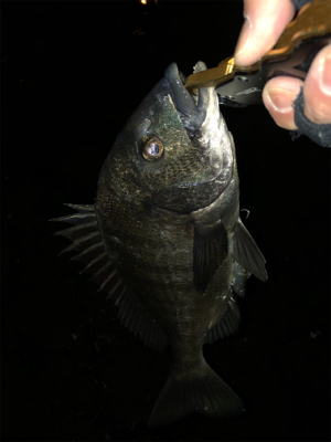 予想外に寒いっ