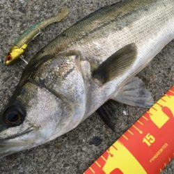 笑 先週と全く同じ!