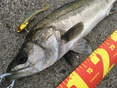 笑　先週と全く同じ！