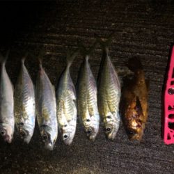 フロートぶっ放して