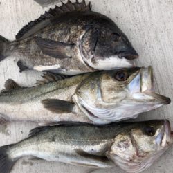 今朝のエビ撒き