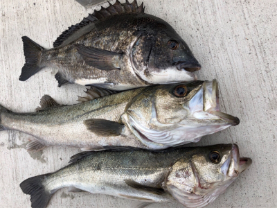 今朝のエビ撒き