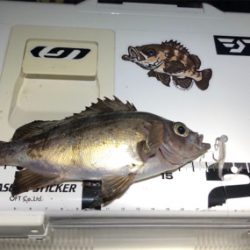 雨上がり朝マズメメバリング