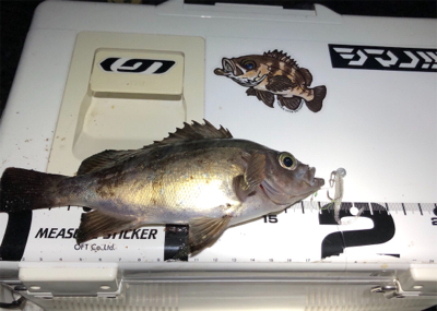 雨上がり朝マズメメバリング