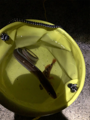 アナゴシーズン？