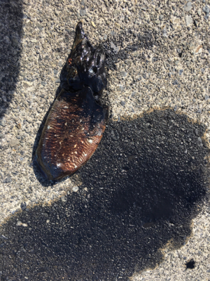 ショアでイカを釣る…