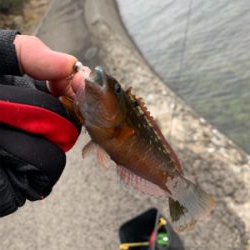 コウイカ狙いのショアティップラン！