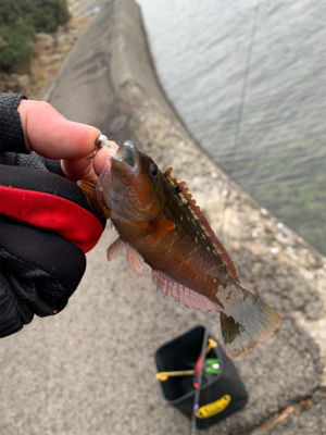 コウイカ狙いのショアティップラン！