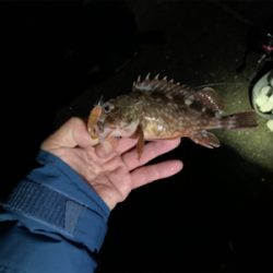 今年初フィッシュ!